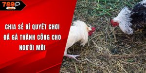 Bí quyết chơi đá gà thành công